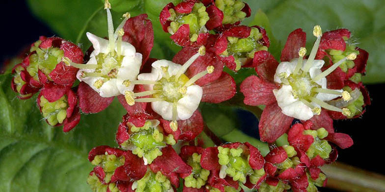 Acer circinatum – description, flowering period and general distribution in Alaska. blooming flowers close-up