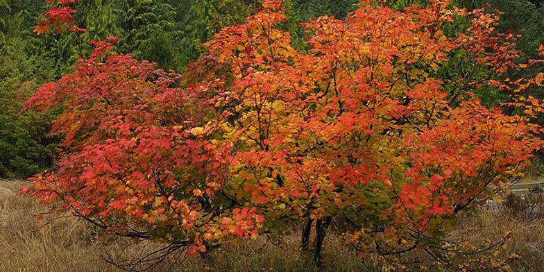 Vine maple – description, flowering period and general distribution in California. the tree is strewn with leaves of different shades of red