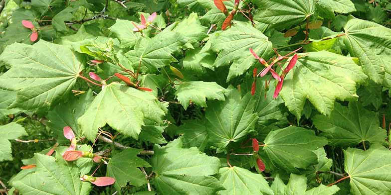 Acer circinatum – description, flowering period and general distribution in Alaska. fantastic mix of colors