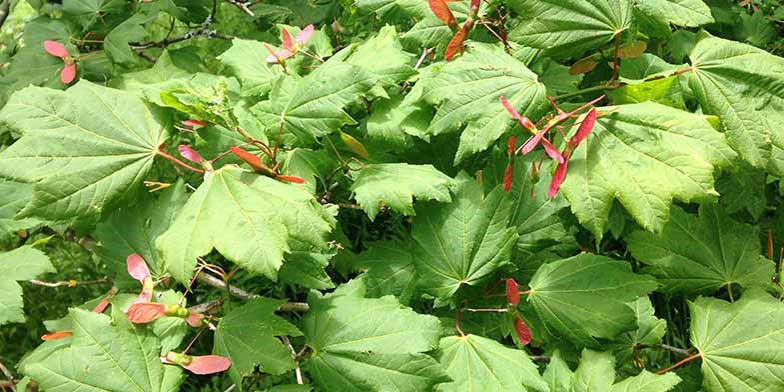 Acer circinatum – description, flowering period and general distribution in Washington. fantastic mix of colors