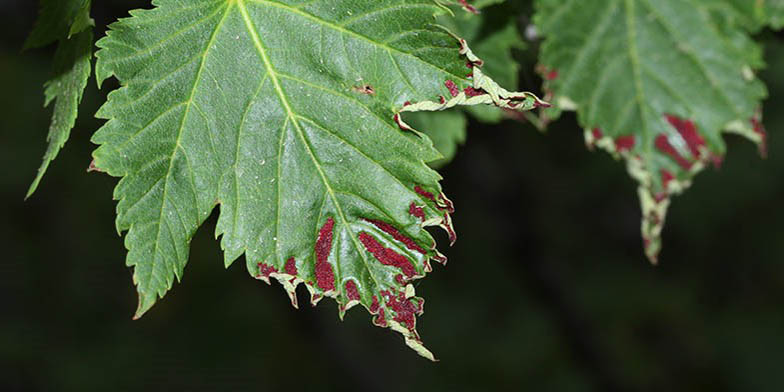 Rocky Mountain maple – description, flowering period and general distribution in Nebraska. leaves turn red