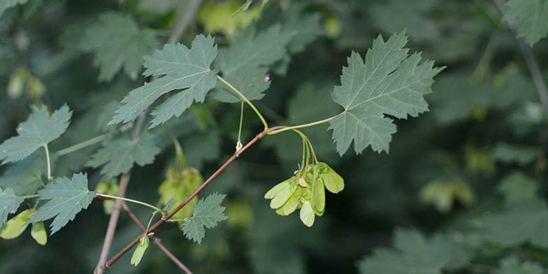 Acer glabrum – description, flowering period and general distribution in Washington. bunch of seeds on a branch