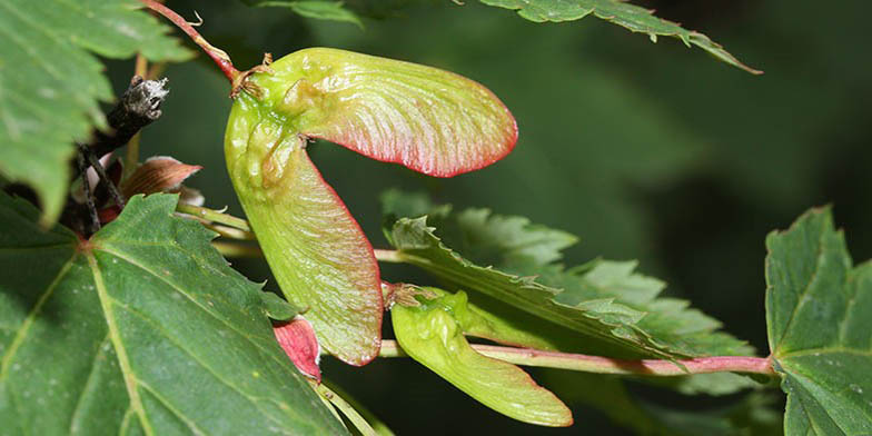 Acer glabrum – description, flowering period and general distribution in South Dakota. seeds on a branch