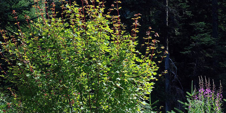 Torrey maple – description, flowering period and general distribution in British Columbia. shrub changes color from green to red