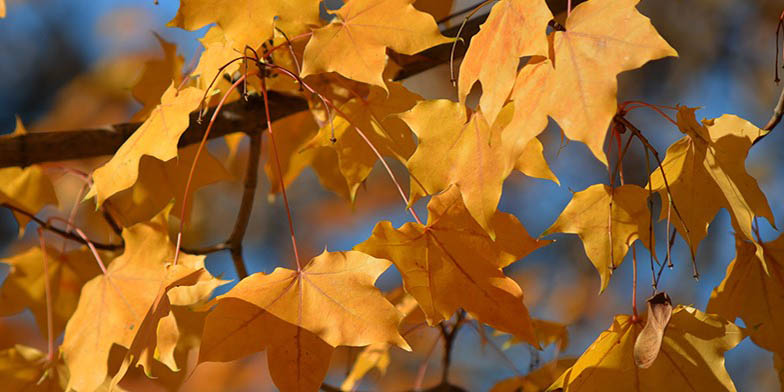 New Mexico maple – description, flowering period and general distribution in Montana. beautiful yellow leaves, autumn