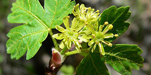 Acer glabrum – description, flowering period and time in Colorado, blooming flowers close-up.