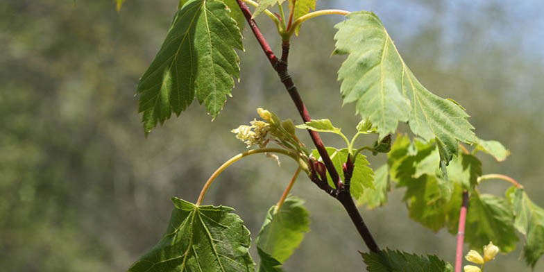 Acer glabrum – description, flowering period and general distribution in Utah. flowering branch