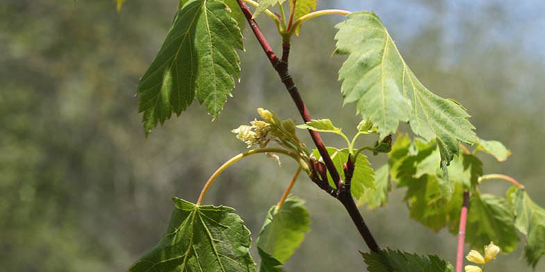 New Mexico maple – description, flowering period and general distribution in Montana. flowering branch