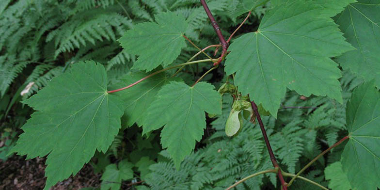Torrey maple – description, flowering period. branch with green leaves and ripened seeds