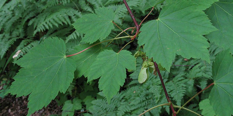 Acer glabrum – description, flowering period and general distribution in Arizona. branch with green leaves and ripened seeds