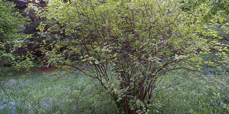 Acer glabrum – description, flowering period and general distribution in Washington. plant in the forest, shrub