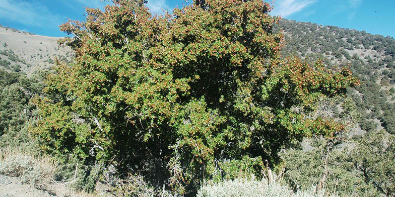 Acer glabrum – description, flowering period and general distribution in Utah. lonely tree in the mountains