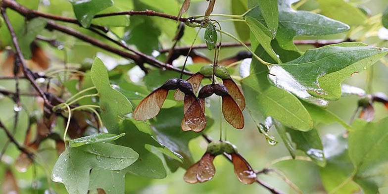 Western sugar maple – description, flowering period. branch with green leaves and seeds in the rain
