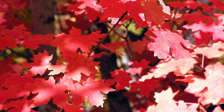 Canyon maple – description, flowering period and general distribution in Colorado. red leaves close-up