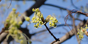 Acer grandidentatum – description, flowering period and time in Washington, flowers close up.