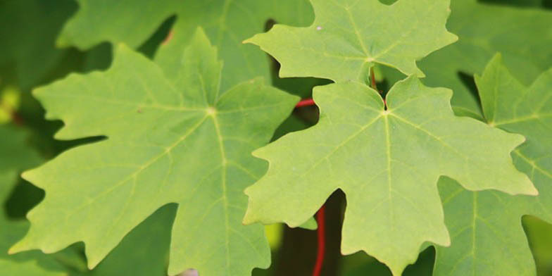 Western sugar maple – description, flowering period and general distribution in Arizona. the plant has large leaves