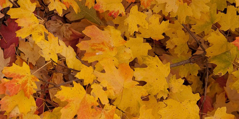 Canyon maple – description, flowering period and general distribution in Colorado. yellow leaves close-up