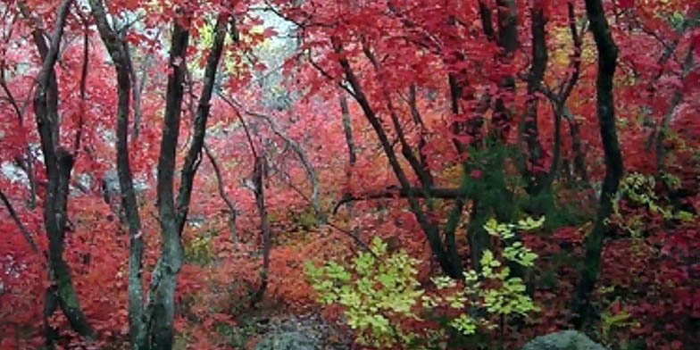 Bigtooth maple – description, flowering period and general distribution in Utah. plant grove in autumn, red leaves