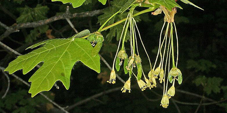 Canyon maple – description, flowering period and general distribution in Colorado. flowering plant