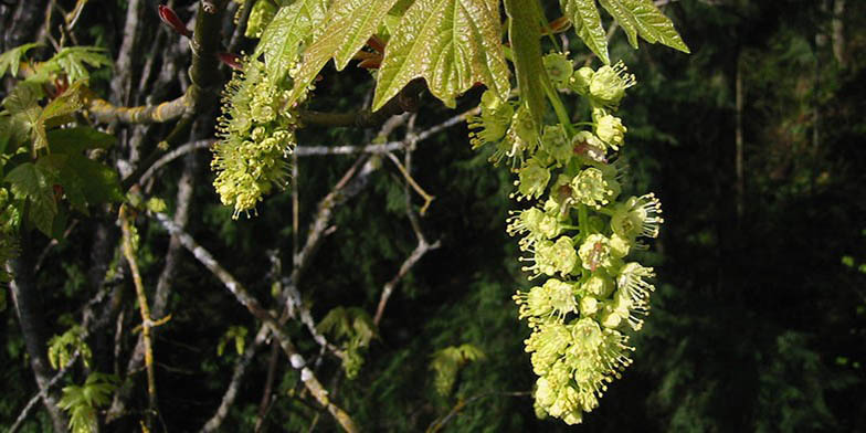 Acer macrophyllum – description, flowering period. bunch of flowers on a branch