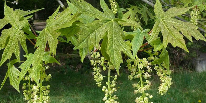Acer macrophyllum – description, flowering period and general distribution in California. plant blooms