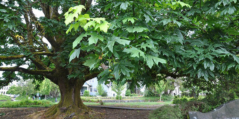 Big-leaf maple – description, flowering period and general distribution in Oregon. large tree, clearly sees the trunk and the shape of the branches