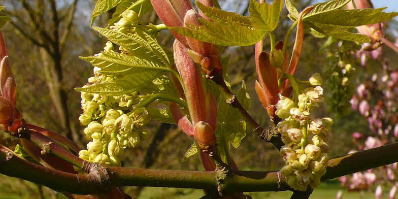 Oregon maple – description, flowering period and general distribution in California. plant flowers bloom along with leaves