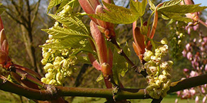 Acer macrophyllum – description, flowering period and time in British Columbia, plant flowers bloom along with leaves.