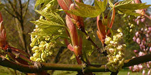 Acer macrophyllum – see picture in the calendar, plant flowers bloom along with leaves.