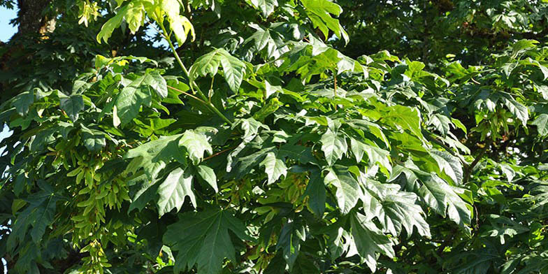 Bigleaf maple – description, flowering period and general distribution in California. dense green foliage