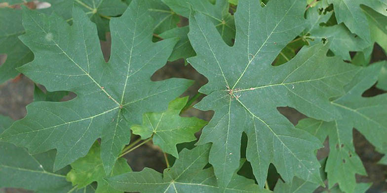 Acer macrophyllum – description, flowering period. green leaves close-up
