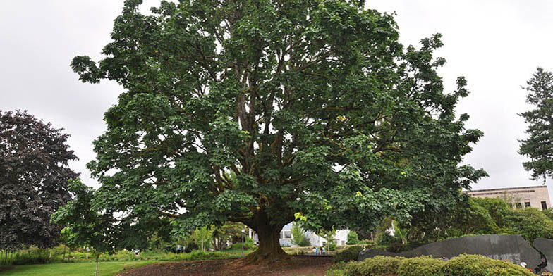 Bigleaf maple – description, flowering period and general distribution in Washington. huge lonely plant