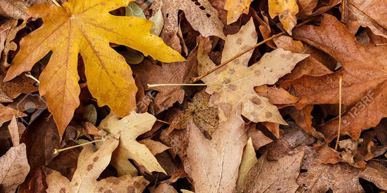 Big-leaf maple – description, flowering period. fallen yellow leaves close-up