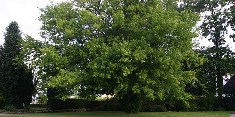 Acer negundo – description, flowering period and general distribution in Maryland. large tree in the park, summer