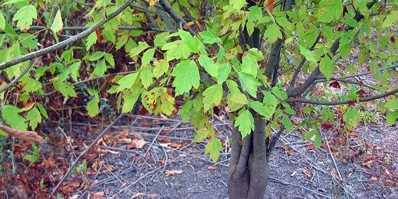 Texas boxelder – description, flowering period and general distribution in Missouri. young plant trunk close up, autumn