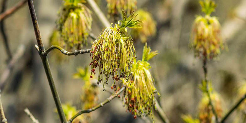 Acer negundo – description, flowering period and general distribution in South Carolina. this plant begins to bloom simultaneously with the appearance of leaves