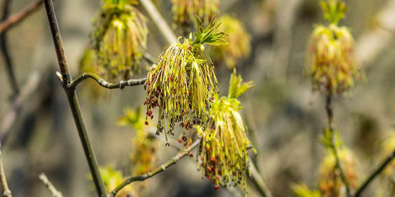 California boxelder – description, flowering period and general distribution in New Jersey. this plant begins to bloom simultaneously with the appearance of leaves