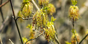 Acer negundo – description, flowering period and time in Utah, this plant begins to bloom simultaneously with the appearance of leaves.