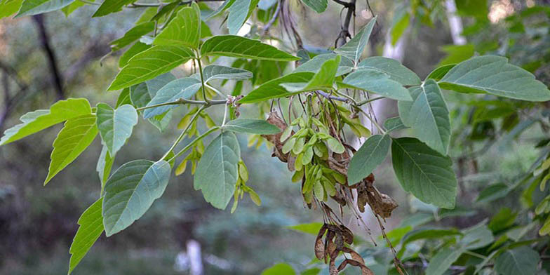 Acer negundo – description, flowering period and general distribution in Illinois. seeds are preparing for the journey