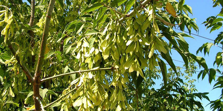 Acer negundo – description, flowering period and general distribution in New Mexico. branch with green leaves and seeds