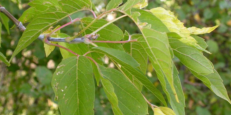 Western boxelder – description, flowering period. green leaves close-up