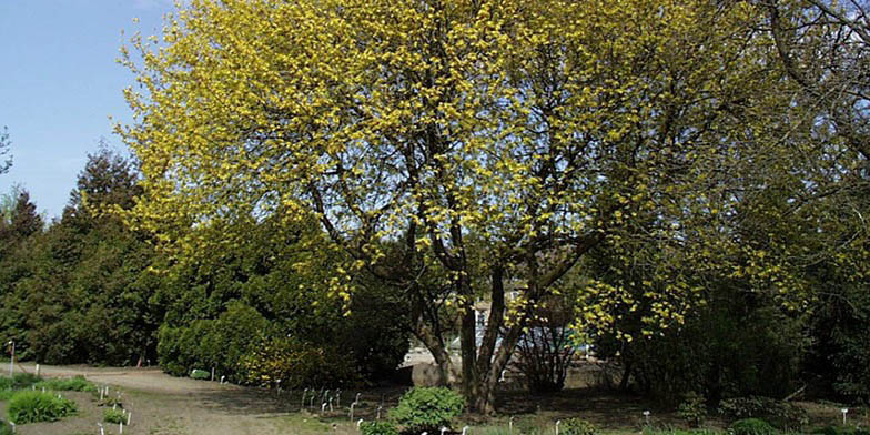 Acer negundo – description, flowering period. tree in early autumn in the garden center