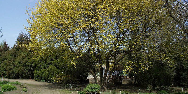 Texas boxelder – description, flowering period and general distribution in Arizona. tree in early autumn in the garden center