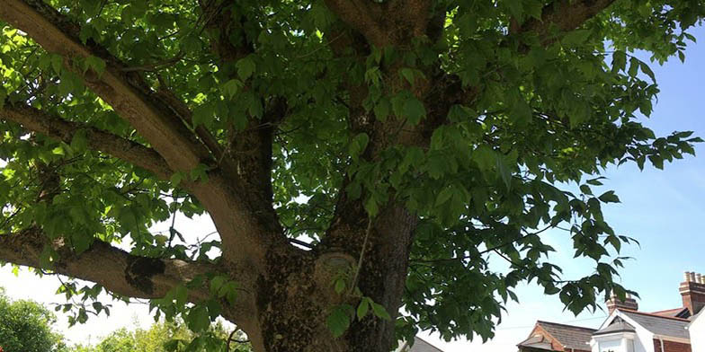 Acer negundo – description, flowering period and general distribution in Maryland. trunk and branches close-up