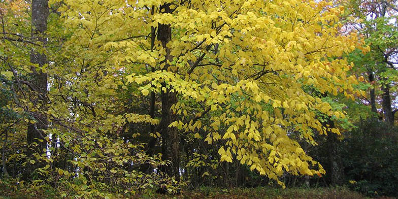 Whistlewood – description, flowering period and general distribution in Vermont. big tree in autumn