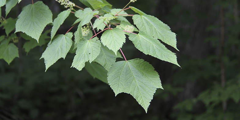 Acer pensylvanicum – description, flowering period and general distribution in New York. flowering plant, evening