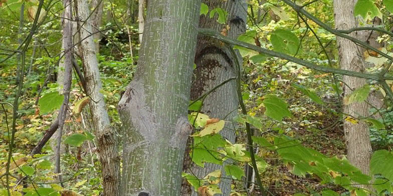 Acer pensylvanicum – description, flowering period and general distribution in New Brunswick. trunks of several plants close-up