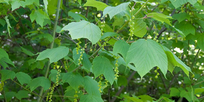 Acer pensylvanicum – description, flowering period and general distribution in Maryland. flowering plant