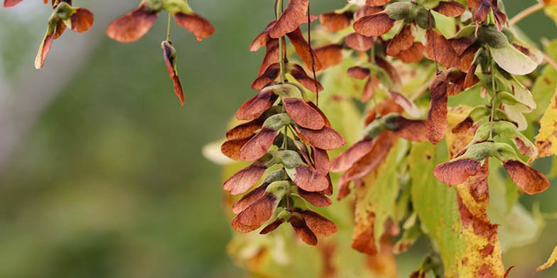 Goosefoot maple – description, flowering period and general distribution in West Virginia. seeds in the fall