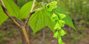 Acer pensylvanicum – description, flowering period and time in South Carolina, flowers and leaves close-up.